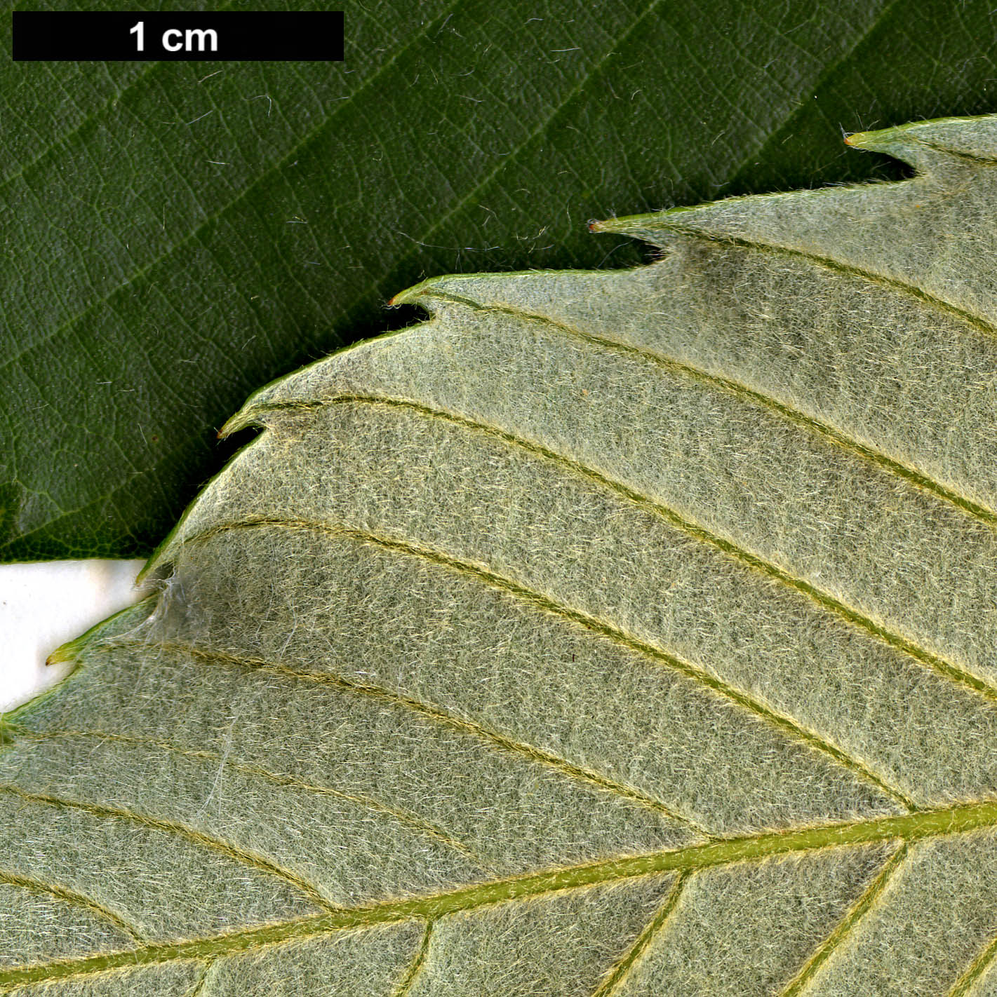 High resolution image: Family: Fagaceae - Genus: Quercus - Taxon: gambleana 